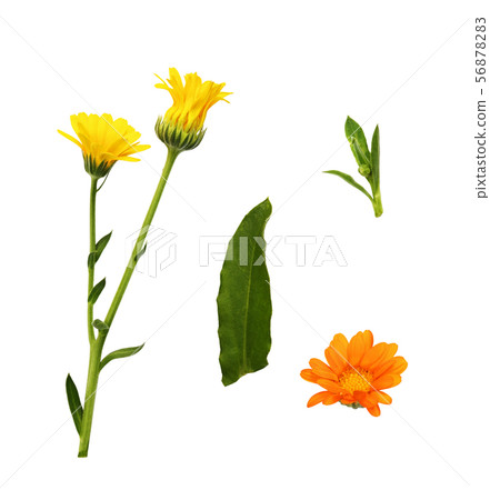 Set of calendula flowers, buds and leaves Set of calendula flowers, buds and leaves 56878283
