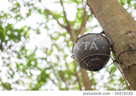 Rubber tree (Hevea brasiliensis) produces latex. 56878288