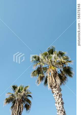 palm trees against the sky 56878348