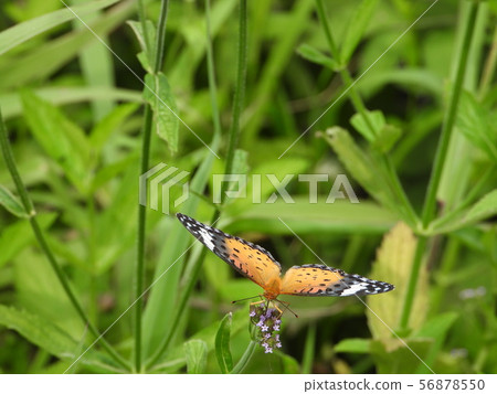 Fritillary Fritillary on Willow Hanagasa Fritillary Fritillary on Willow Hanagasa 56878550