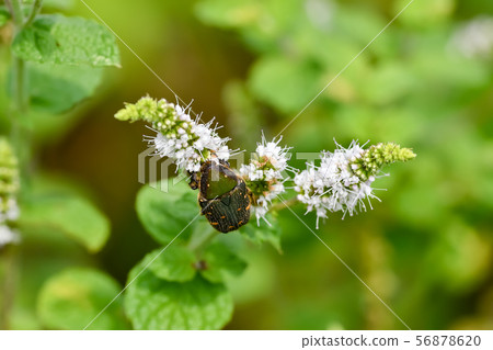 Core hanamuguri 56878620