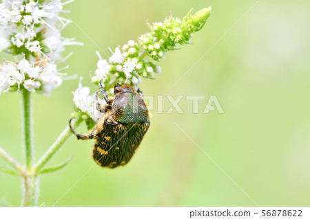 核心hanamuguri 56878622