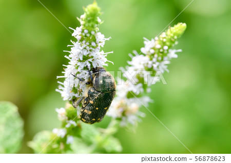 核心hanamuguri 56878623