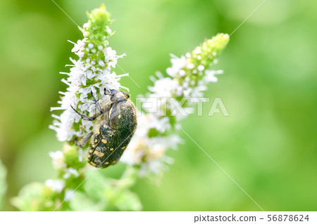 核心hanamuguri 56878624