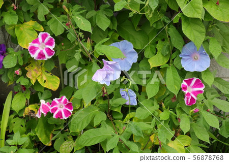 Summer flowerbed flower: morning glory: Hirakata City, Osaka Summer flowerbed flower: morning glory: Hirakata City, Osaka 56878768