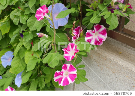 Summer flowerbed flower: morning glory: Hirakata City, Osaka Summer flowerbed flower: morning glory: Hirakata City, Osaka 56878769