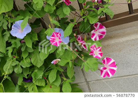 Summer flowerbed flower: morning glory: Hirakata City, Osaka Summer flowerbed flower: morning glory: Hirakata City, Osaka 56878770