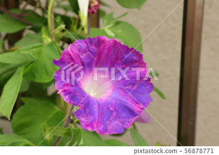 夏季花壇花:牽牛花:大阪枚方市 夏季花壇花:牽牛花:大阪枚方市 56878771
