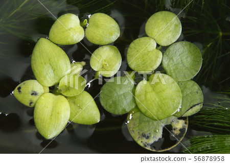 亞馬遜青蛙坑 亞馬遜青蛙坑 56878958