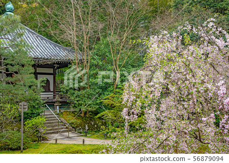 京都Seirin在主大廳和左邊的櫻花 56879094