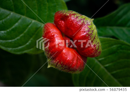 Tropical kiss Tropical kiss 56879435