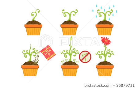 Plant Growing Stages Set, Growth of Plant in Pot from Sprout to Flower Vector Illustration Plant Growing Stages Set, Growth of Plant in Pot from Sprout to Flower Vector Illustration 56879731