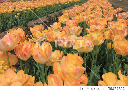 〜鬱金香〜◦◦◦◦黃色鬱金香◦◦◦◦ 〜鬱金香〜◦◦◦◦黃色鬱金香◦◦◦◦ 56879822