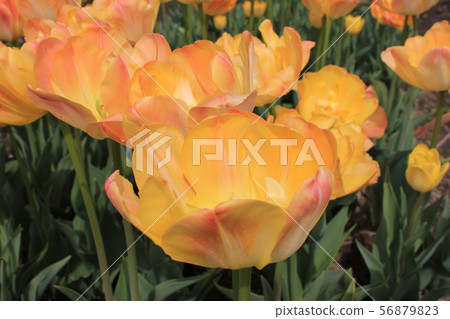 〜鬱金香〜◦◦◦◦黃色鬱金香◦◦◦◦ 56879823