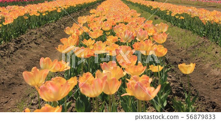 〜鬱金香〜◦◦◦◦黃色鬱金香◦◦◦◦ 〜鬱金香〜◦◦◦◦黃色鬱金香◦◦◦◦ 56879833