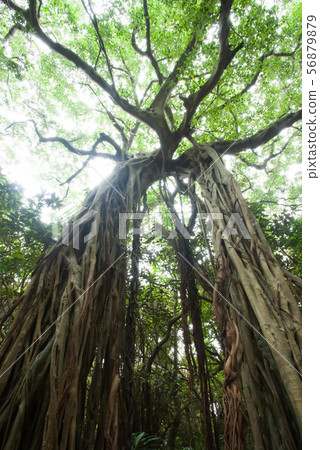 屋久島怪物 56879879