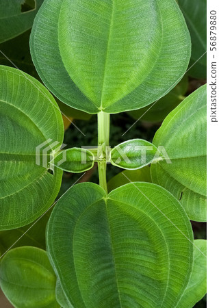 蒙面植物 56879880