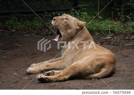A yawning lion 56879886
