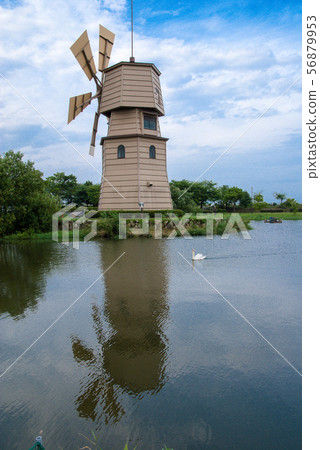Swan and watermill 56879953