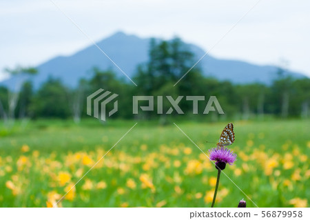 Oragin Leopard of Oze Marsh 56879958