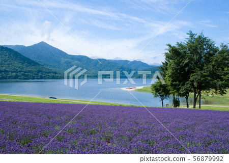 Lake of Hokkaido, lavender field, blue sky and white cloud 56879992