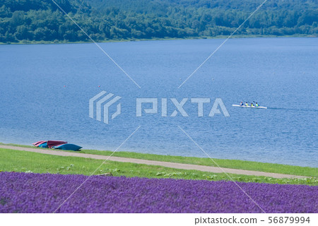 Lake and lavender fields in Hokkaido 56879994