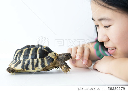 Girl and pet tortoise Girl and pet tortoise 56880279
