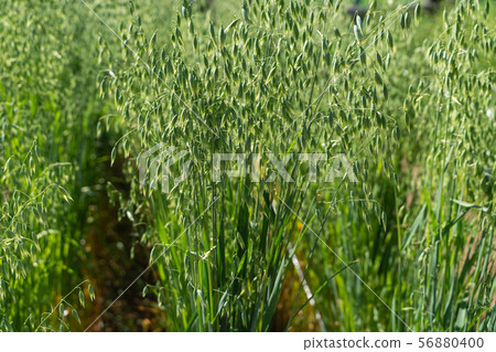 Buckwheat noodles Buckwheat noodles 56880400