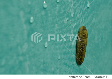 slug climbing on wet green tile bathroom wall  56880419