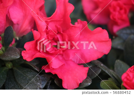 Azalea-Dutch azalea 56880452
