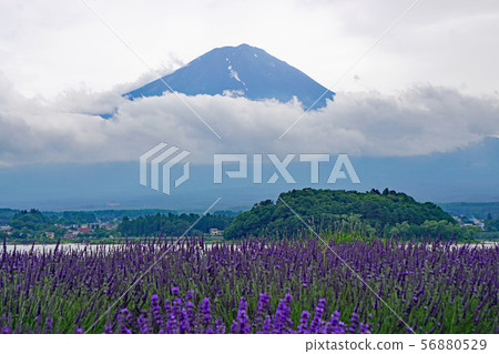 Mt Fuji and lavender 56880529