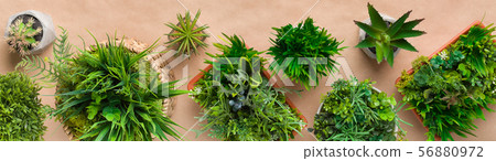 Potted plants on craft paper background, top view 56880972