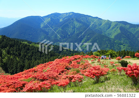 Azalea of the Katsuragi Takahara 56881322