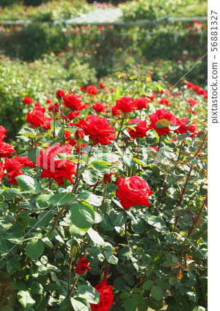 一朵紅玫瑰 一朵紅玫瑰 56881327