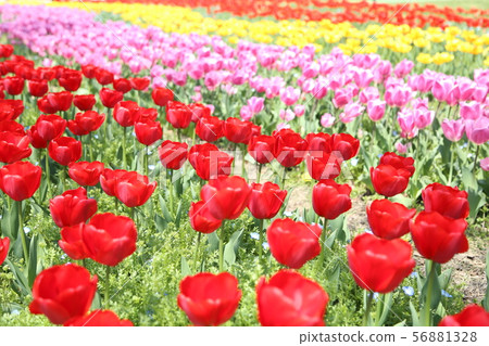鬱金香盛開 56881328