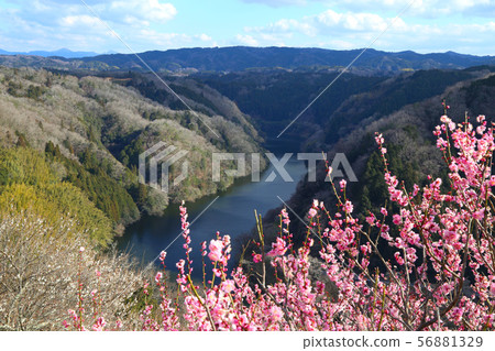 Tsulkase梅花林 Tsulkase梅花林 56881329