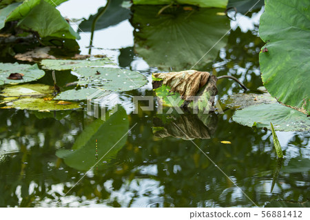 抹刀漂浮小鏟釣魚 56881412