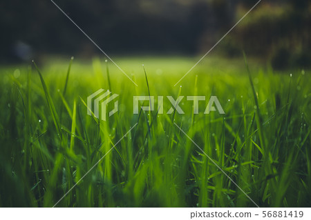 Paddy field In the countryside Rice fields in asia Paddy field In the countryside Rice fields in asia 56881419