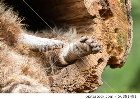 Close-up of a paw of a raccoon 56881491