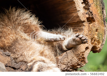 Close-up of a paw of a raccoon 56881492