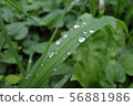 水滴 56881986