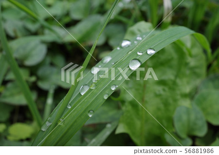 Water droplets Water droplets 56881986