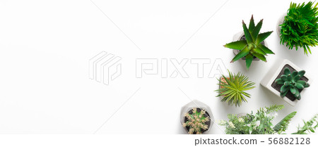 Mini succulent plants in pots on white background Mini succulent plants in pots on white background 56882128