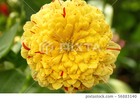 Yellow chrysanthemum flower close up as background 56883140
