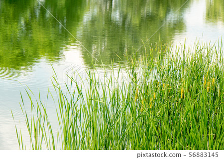 Young green reed on the background of the reservoi 56883145
