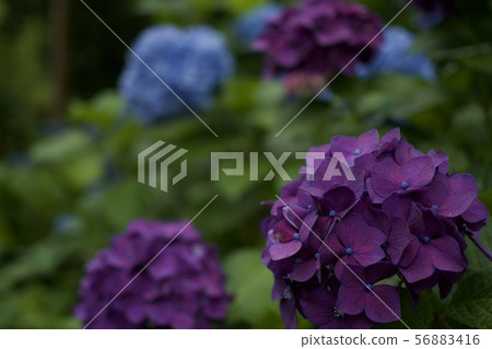 繡球 56883416