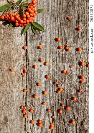 Autumn pattern of ashberry on old wooden background 56883872