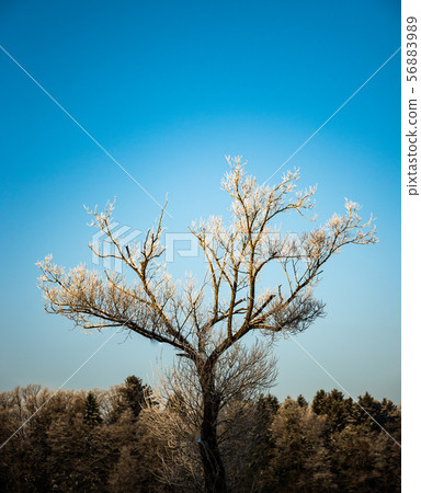 Winter frozen tree in morning sun 56883989