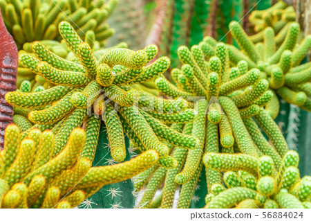 Green Cactus with red thorn top view on rock Green Cactus with red thorn top view on rock 56884024