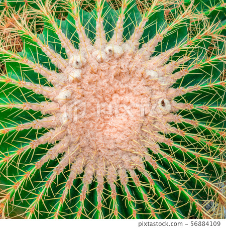 Green Cactus top view on rock garden Green Cactus top view on rock garden 56884109